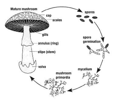 Procure magic fungus cultivation kit